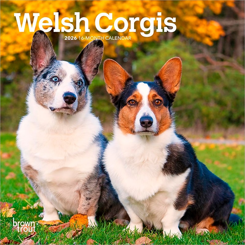 2026 BrownTrout Welsh Corgis 7" x 7" Monthly Wall Calendar (9798330706228) image 1