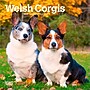 2026 BrownTrout Welsh Corgis 7" x 7" Monthly Wall Calendar (9798330706228)~#|#~31A71C14-35AA-4ACD-AE416ADB038F6456_sc7