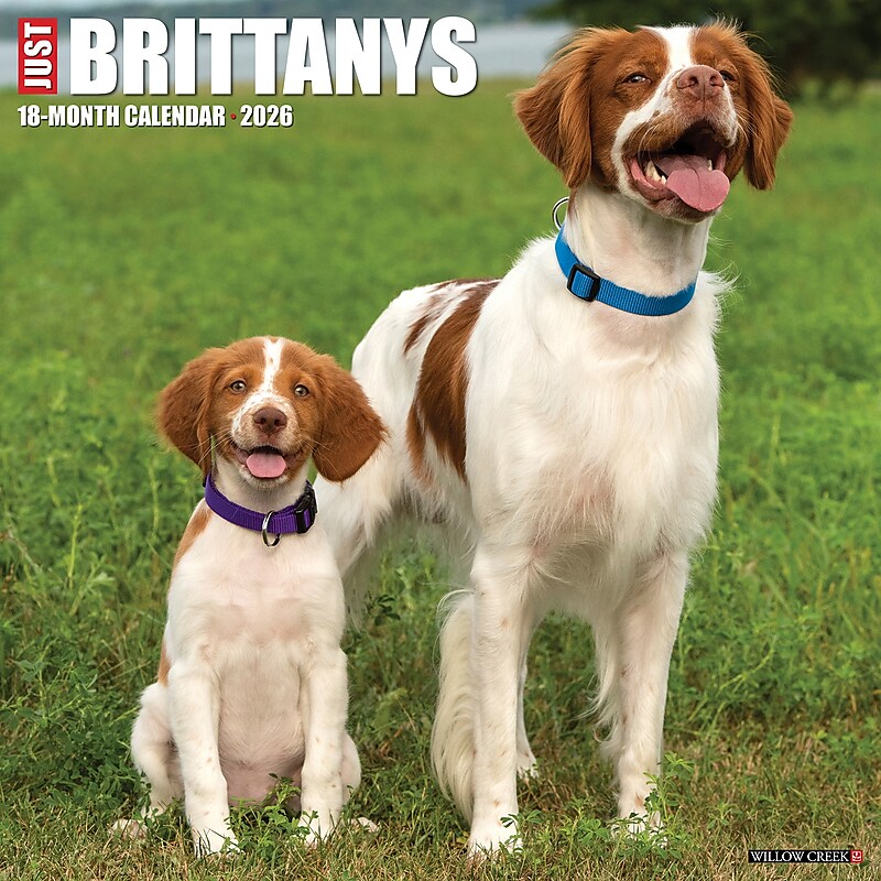 2026 Willow Creek Brittanys 12" x 12" Monthly Wall Calendar (50385) image 1