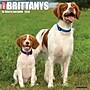 2026 Willow Creek Brittanys 12" x 12" Monthly Wall Calendar (50385)~#|#~31AFA2E4-AF88-4F1D-8131A43C3896C0C2_sc7