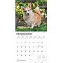 2026 BrownTrout Welsh Corgis 12" x 12" Monthly Wall Calendar (9798330706235)~#|#~31E9989F-B221-4759-B5BC00E15C7E0C62_sc7