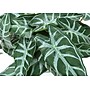 Monarch Specialties Inc. 8" Artificial Alocasia Plant in Pot, 2/Set (I 9559)~#|#~31FF6B57-2A28-4028-8B89B1C5E8BE483E_sc7