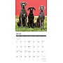 2026 Willow Creek Great Danes 12" x 12" Monthly Wall Calendar (51351)~#|#~321D945E-C66F-4227-84B78CC78A6CF8D4_sc7