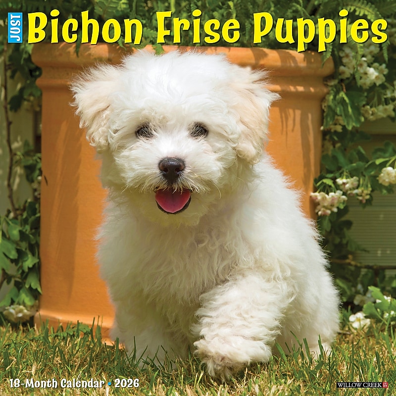 2026 Willow Creek Bichon Frise Puppies 12" x 12" Monthly Wall Calendar (50231) image 1