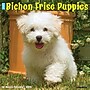 2026 Willow Creek Bichon Frise Puppies 12" x 12" Monthly Wall Calendar (50231)~#|#~324A52F9-F6E9-4C26-8A647E6588F853CA_sc7