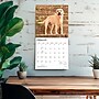 2027 BrownTrout Yellow Labrador Retrievers 12" x 12" Monthly Wall Calendar (9798330712571)~#|#~328D1B12-2926-434E-B3748B521335FC1D_sc7