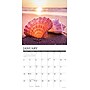 2026 Willow Creek Seashells 12" x 12" Monthly Wall Calendar (52709)~#|#~32E202CE-4E48-48C6-815247AD4142FF47_sc7
