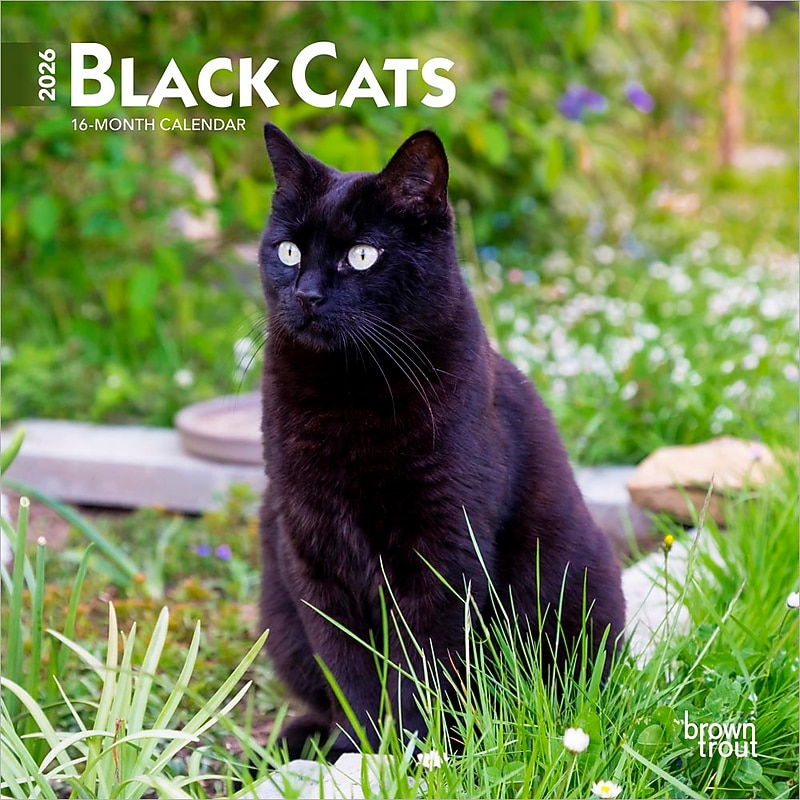2026 BrownTrout Black Cats 7" x 7" Monthly Wall Calendar (9798330702473) image 1