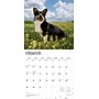 2026 BrownTrout Welsh Corgis 12" x 12" Monthly Wall Calendar (9798330706235)~#|#~3301E0E5-343E-43F5-900C09D721D3B97C_sc7