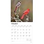 2026 BrownTrout Cardinals 12" x 12" Monthly Wall Calendar (9798330702749)~#|#~33415114-6BC4-4602-8B6B5570839E6121_sc7