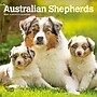 2027 BrownTrout Australian Shepherds 7" x 7" Monthly Wall Calendar, Assorted Colors (9798330709878)~#|#~335D0C84-70C3-4370-829F89AE741D7A74_sc7