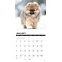 2027 Willow Creek Pomeranian Puppies 12" x 12" Monthly Wall Calendar, Assorted Colors (61848)~#|#~33A01D71-E64F-4AA3-A228BD0ED896F0DE_sc7