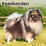 2026 BrownTrout Keeshonden 12" x 12" Monthly Wall Calendar (9798330704033)~#|#~33A17D99-57F5-468D-A11985404A0F633E_sc7