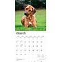 2026 BrownTrout Rhodesian Ridgebacks 12" x 12" Monthly Wall Calendar (9798330705337)~#|#~33D365C4-F00D-4E65-AD6C3B1BD0C38A53_sc7