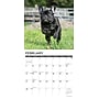 2027 Willow Creek French Bulldogs 12" x 12" Monthly Wall Calendar, Assorted Colors (60308)~#|#~343321AD-84BC-4413-99988834E3BADD28_sc7