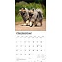 2026 BrownTrout Keeshonden 12" x 12" Monthly Wall Calendar (9798330704033)~#|#~343FBB83-DDF4-4748-9314FBFBA1D58A15_sc7