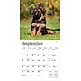 2026 BrownTrout German Shepherd Puppies 7" x 7" Monthly Wall Calendar (9798330703357)~#|#~348EAFB8-1B68-425E-A75E10CD889D3036_sc7