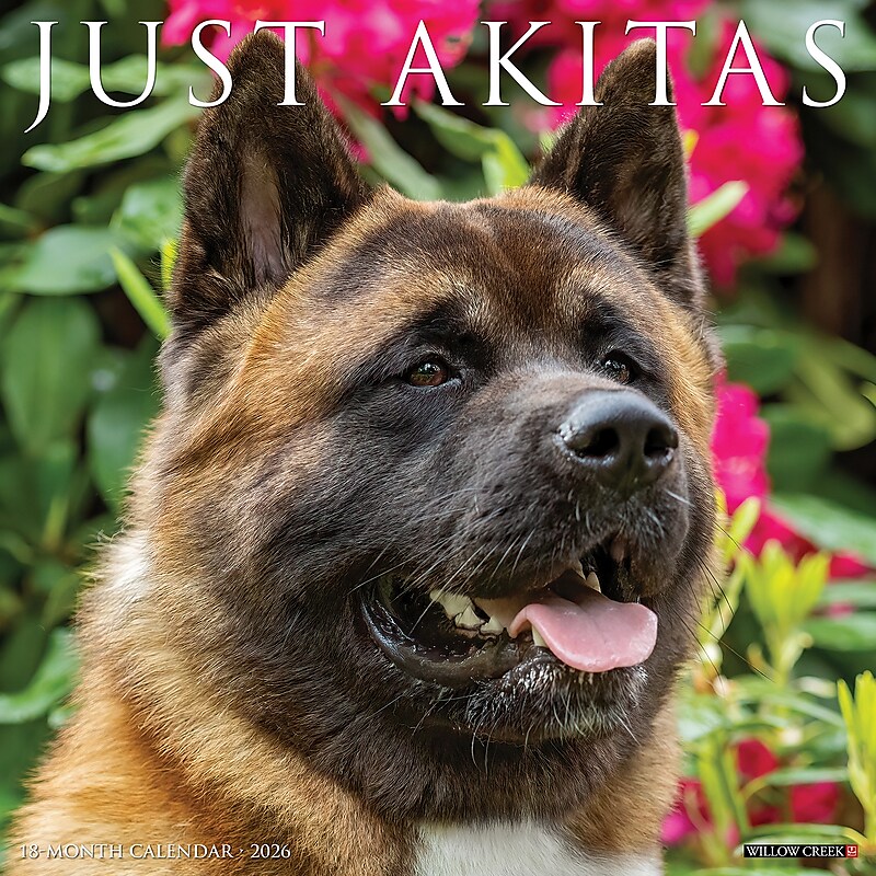 2026 Willow Creek Akitas 12" x 12" Monthly Wall Calendar (55304) image 1