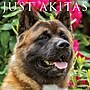 2026 Willow Creek Akitas 12" x 12" Monthly Wall Calendar (55304)~#|#~35A9A600-8044-40AA-AA20B1F534D322A1_sc7