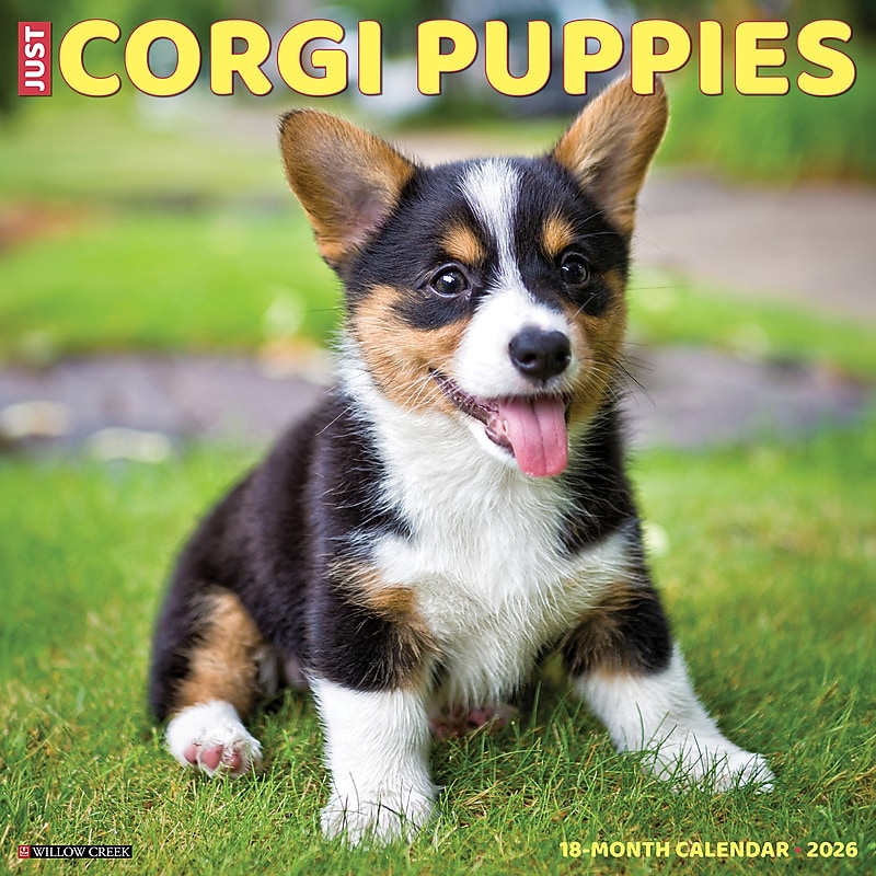 2026 Willow Creek Corgi Puppies 12" x 12" Monthly Wall Calendar (50811) image 1