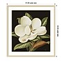 Amanti Art Magnolia Grandiflora 2003 by Jenny Barron Wood Framed Wall Art Print, 31" x 33" (A42675530231)~#|#~35D7F12E-AFD8-4E07-910FAE2F8AFC5CC6_sc7