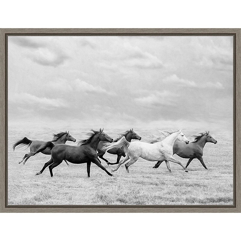 Amanti Art Horse Run I by PHBurchett Framed Canvas Wall Art Print, 24" x 18" (A42675322595) image 1