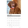2026 Willow Creek Vizslas 12" x 12" Monthly Wall Calendar (53089)~#|#~361D5BE1-2CFD-45C3-87E53656A2F0B8F8_sc7
