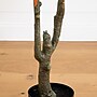 Nearly Natural 5' Autumn Sumac Artificial Fall Tree (T4740)~#|#~364BD605-60CA-4B97-816A5DA52425F9E4_sc7