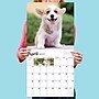 2027 TF Publishing Puppies 11" x 11" Monthly Wall Calendar, Multicolored (27-1025)~#|#~3668F22F-2F2C-4BC2-A4B73EFE342D705B_sc7