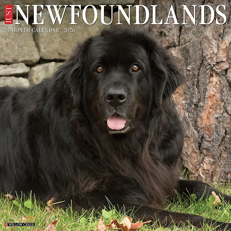 2026 Willow Creek Newfoundlands 12" x 12" Monthly Wall Calendar (52174) image 1