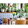 LEGO Daffodils Building Set (40747)~#|#~3779D2CC-C1D5-4973-B659823D431F55ED_sc7