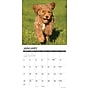 2027 Willow Creek Goldendoodle Puppies  12" x 12" Monthly Wall Calendar (60452)~#|#~37958C69-B0FB-44D6-8382B2903E133EE3_sc7