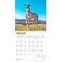 2026 BrownTrout Greyhounds 12" x 12" Monthly Wall Calendar (9798330703555)~#|#~3840EDB9-A6B9-423E-B7C29B78C716DB1C_sc7