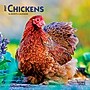 2027 BrownTrout Chickens 7" x 7" Monthly Wall Calendar, Assorted Colors (9798330709786)~#|#~387D33D8-FD5B-46DC-B498C8B491137B09_sc7