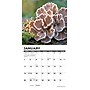 2026 Willow Creek Mushrooms 7" x 7" Monthly Wall Calendar (53652)~#|#~388695DB-E4C7-4DD2-B9A1AD83E2BEF052_sc7
