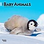 2027 BrownTrout Baby Animals 7" x 7" Monthly Wall Calendar, Assorted Colors (9798330709755)~#|#~38D9CA72-C45D-4383-8FC8FC9F3A8B17FF_sc7