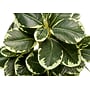 Monarch Specialties Inc. 14" Artificial Ficus Elastica Plant in Pot, 2/Set (I 9557)~#|#~390158D2-4CED-405B-AE6E05D0640ED7AE_sc7