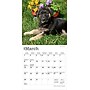 2026 BrownTrout German Shepherd Puppies 7" x 7" Monthly Wall Calendar (9798330703357)~#|#~3921CABB-6DA0-453A-AB7ED440022D004A_sc7