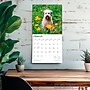 2026 BrownTrout Soft Coated Wheaten Terriers 12" x 12" Monthly Wall Calendar (9798330706310)~#|#~393475CE-8FB6-46C3-910F8986ADC6C15E_sc7