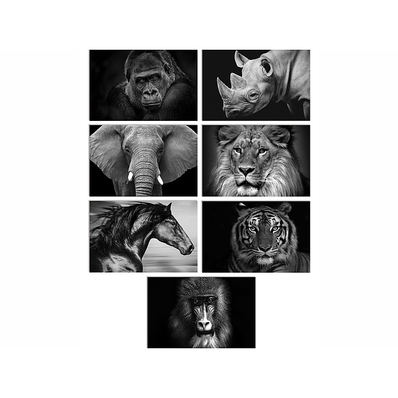 Better Office Wild Animal Portraits Cards with Envelopes, 4" x 6", Black/White, 50/Pack (64640-50PK) image 1