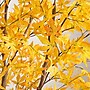 Nearly Natural 9' Autumn Maple Artificial Fall Tree (T4812)~#|#~39AE2512-7359-4770-8F7DEA0EC955C7CB_sc7