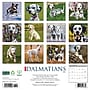 2026 Willow Creek Dalmatians 12" x 12" Monthly Wall Calendar (50958)~#|#~39B6630D-561A-4BC8-BEC41D6C57646EDC_sc7