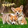 2026 BrownTrout I Love Puppies 12" x 12" Monthly Wall Calendar (9798330705283)~#|#~39B9F2DD-9E7B-465C-B172674535E4B5EF_sc7