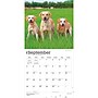 2027 BrownTrout Yellow Labrador Retrievers 12" x 12" Monthly Wall Calendar (9798330712571)~#|#~39C26A3E-EE67-4AA0-91CBD8AA7838A3B9_sc7