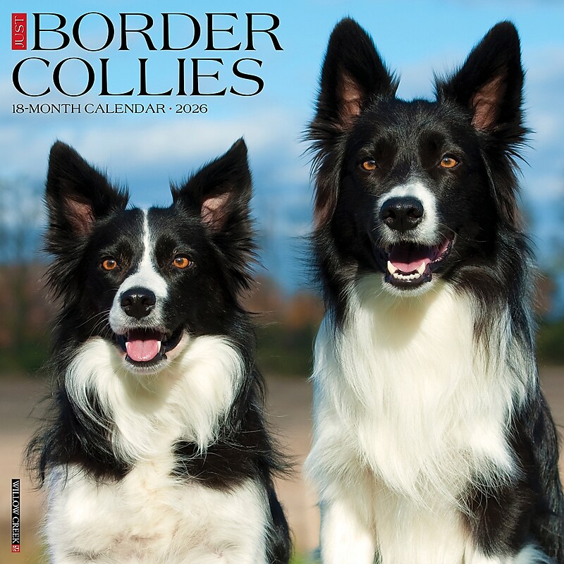 2026 Willow Creek Border Collies 12" x 12" Monthly Wall Calendar (50323) image 1