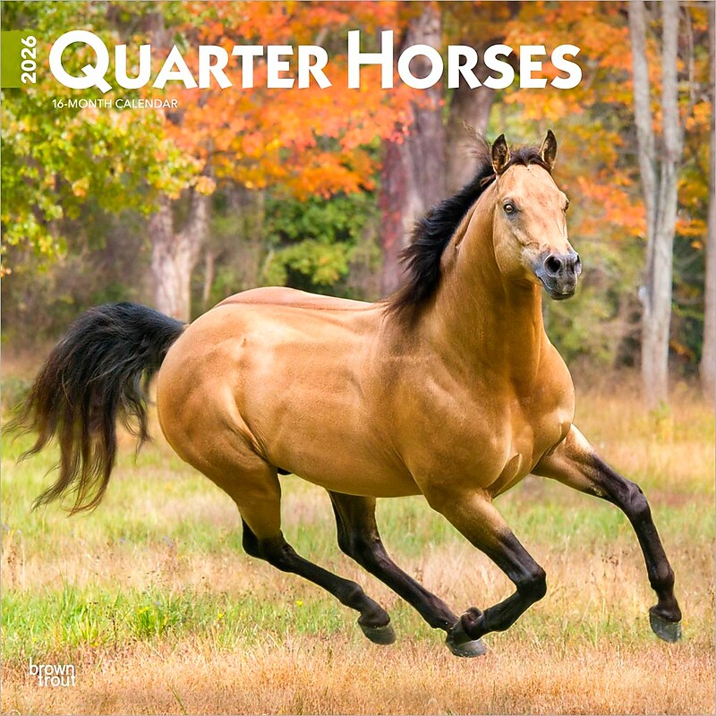 2026 BrownTrout Quarter Horses 12" x 12" Monthly Wall Calendar (9798330705290) image 1