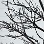 Nearly Natural Pre-Lit Halloween Deluxe Black Twig Artificial Tree, 8' (T5172)~#|#~3B95BCF4-2BF7-434F-9D4BF9B0E7242095_sc7