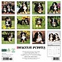 2026 Willow Creek Bernese Mountain Puppies 12" x 12" Monthly Wall Calendar (50194)~#|#~3BAD6038-5998-43C4-AC0E51C17E929C50_sc7
