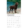 2026 BrownTrout Chocolate Labrador Retrievers 12" x 12" Monthly Wall Calendar (9798330704255)~#|#~3BC3D05A-4273-4656-81697CD4905300B3_sc7