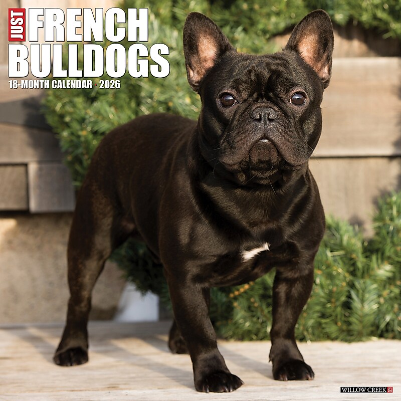 2026 Willow Creek French Bulldogs 12" x 12" Monthly Wall Calendar (51177) image 1